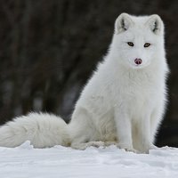 Winterfox