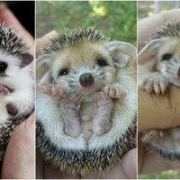 OH MY GOD Idem si kúpiť ježka!! Toto je najviac cute tvor na celom svete. <3 ňuňu