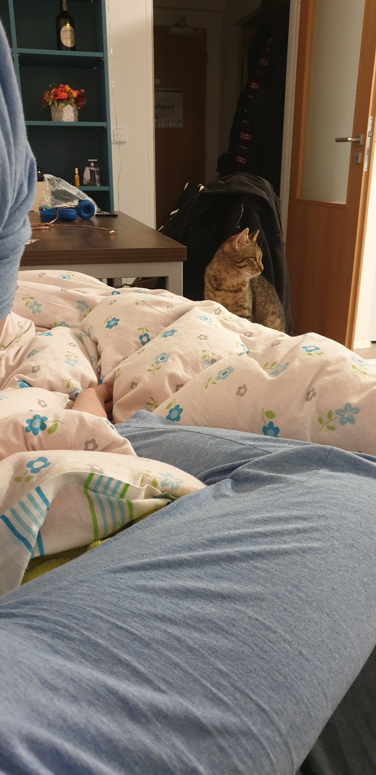 Keby ste chceli vediet, tak tato mala ohavka mi celu noc lovila chodidla. Ako prinutim macku v noci spat?