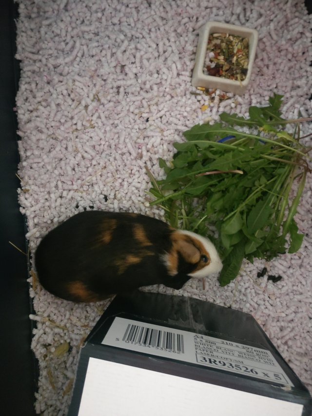 Kapybarka & raňajky.
Raňajok je viac, než kapybarky.