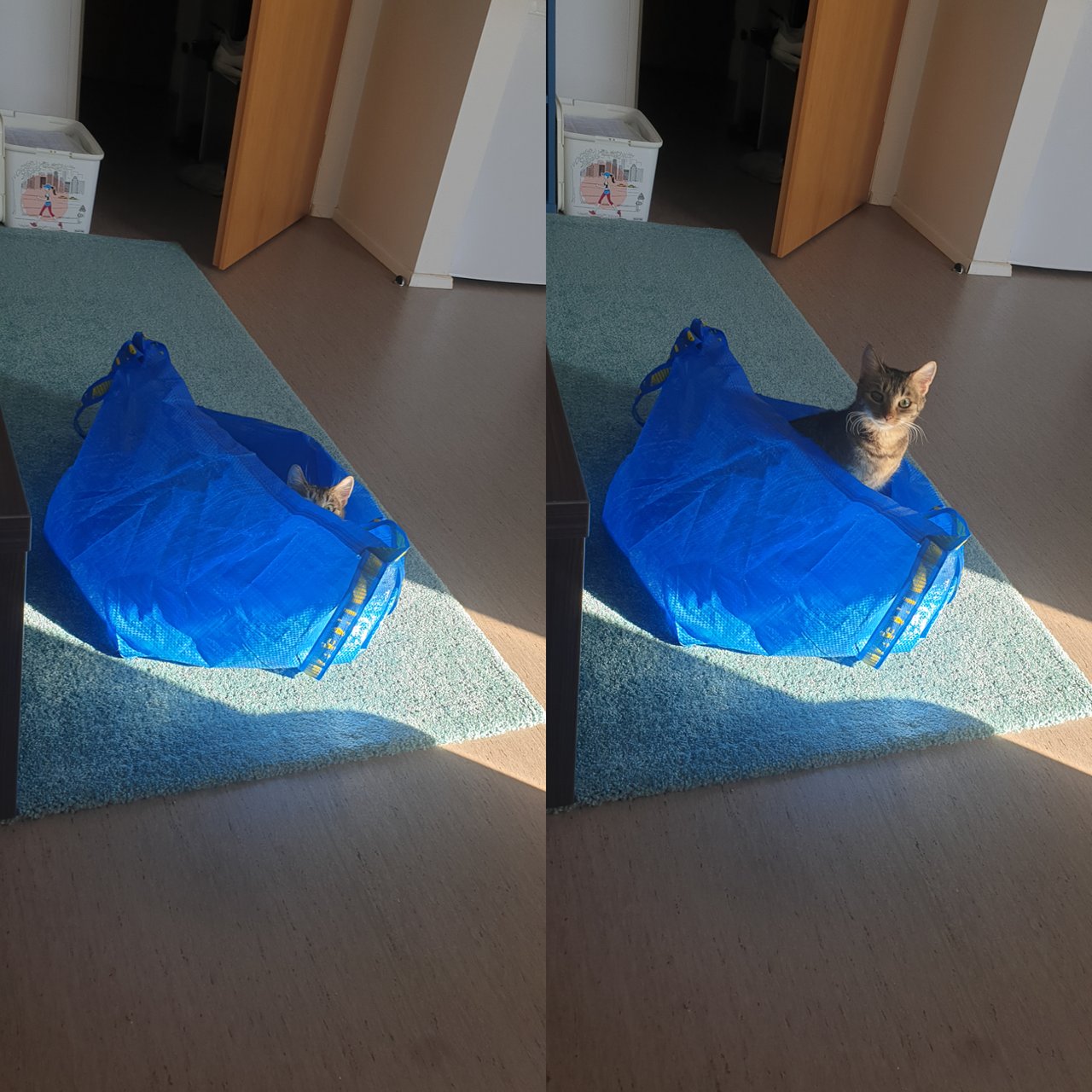 Mac sa hra na schovku <3