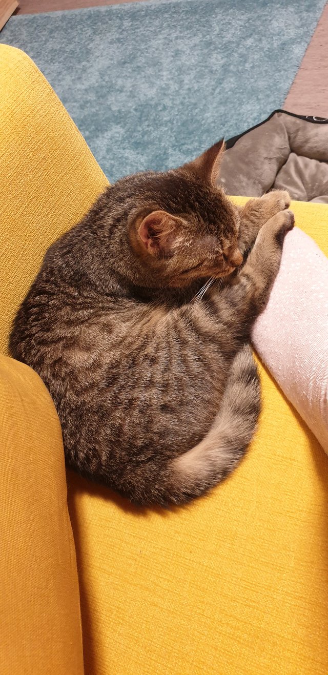Ono mi to zaspalo na nohe. A cely den to za mnou chodi. Pomoc. Ja som nebola pripravena na to, ze ma macka bude mat rada. Ako sa s tymto vysporiadam.