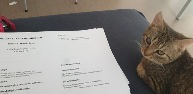 Zatisie: maciatko & molekularna farmakologia.